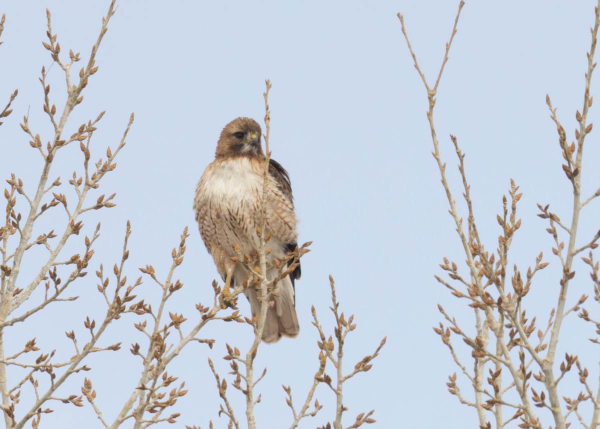 Red-tailed Hawk - ML616044324