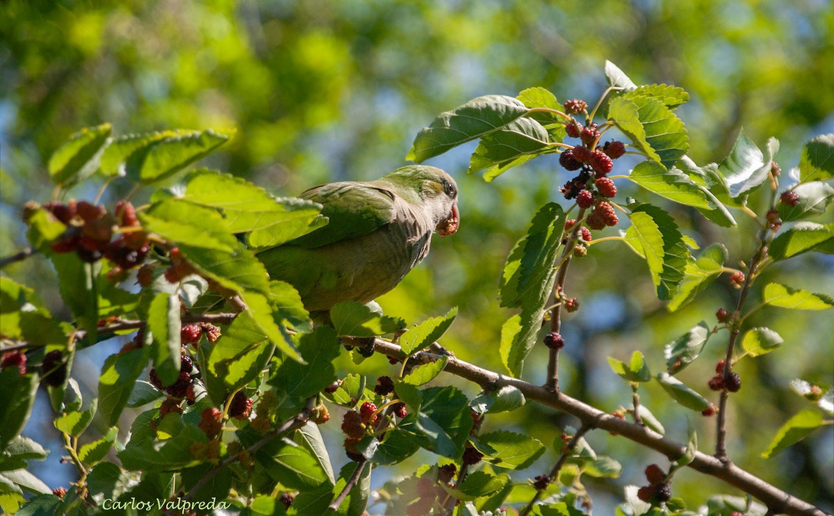 Monk Parakeet - ML616044328