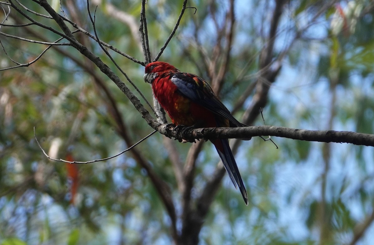 Crimson x Eastern Rosella (hybrid) - ML616044405