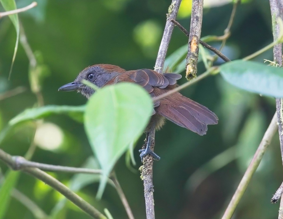 Uniform Antshrike - Simon Carter