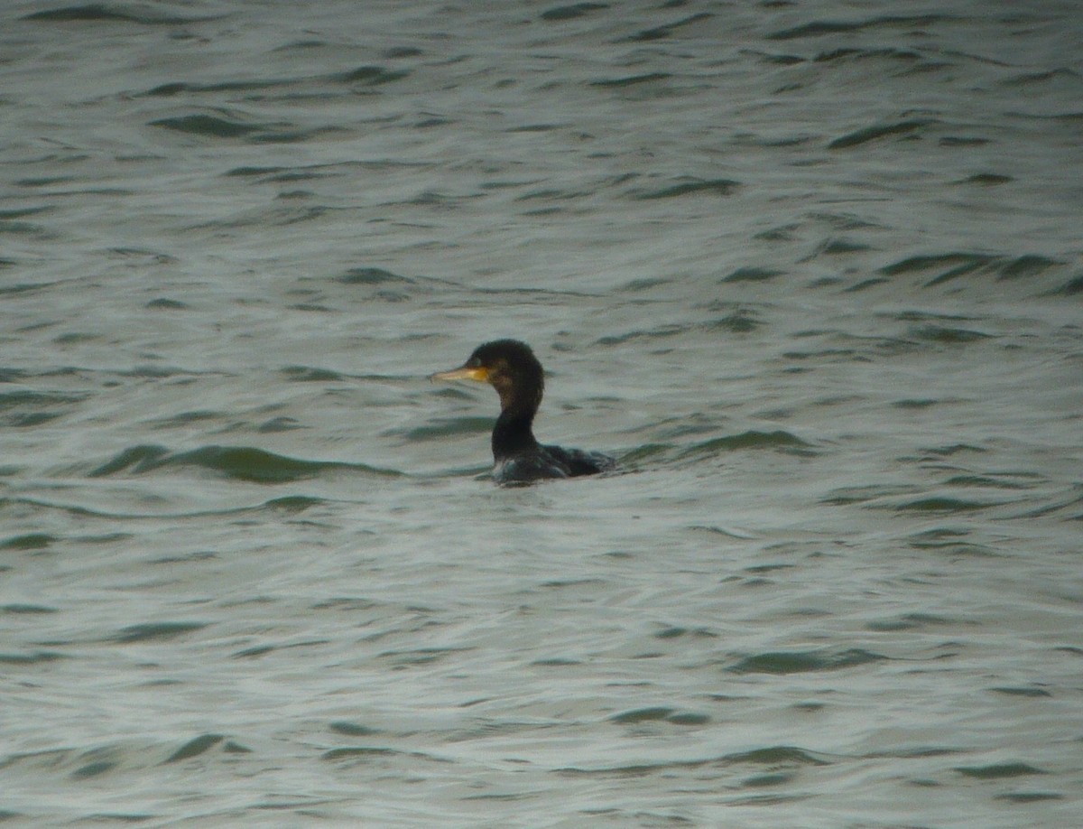 Neotropic Cormorant - ML616044438