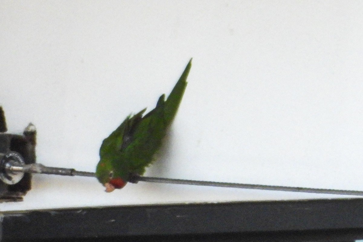 Crimson-fronted Parakeet - Rose Shea