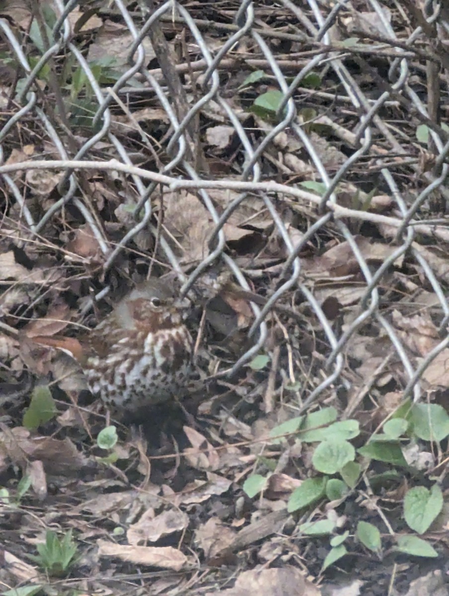 Fox Sparrow - ML616044493