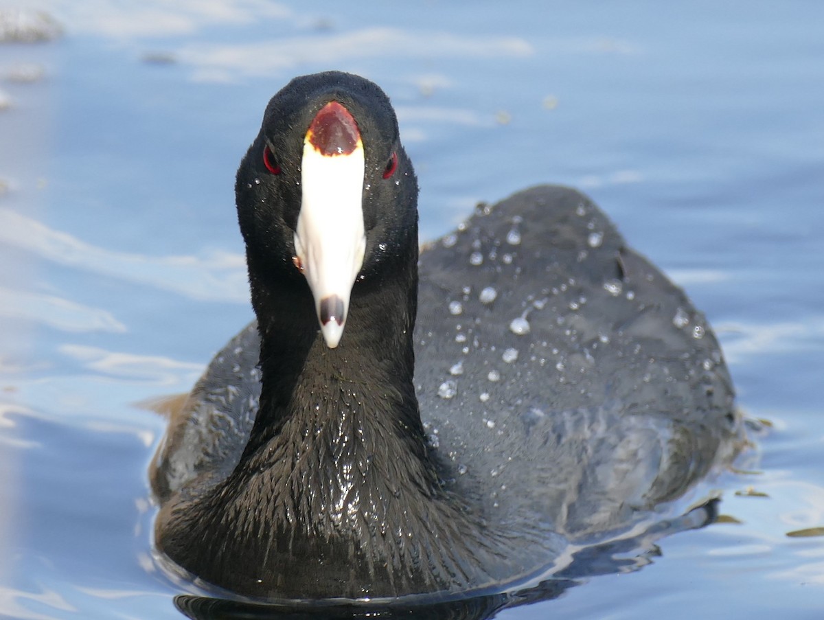 American Coot (Red-shielded) - Paul Richard Cook