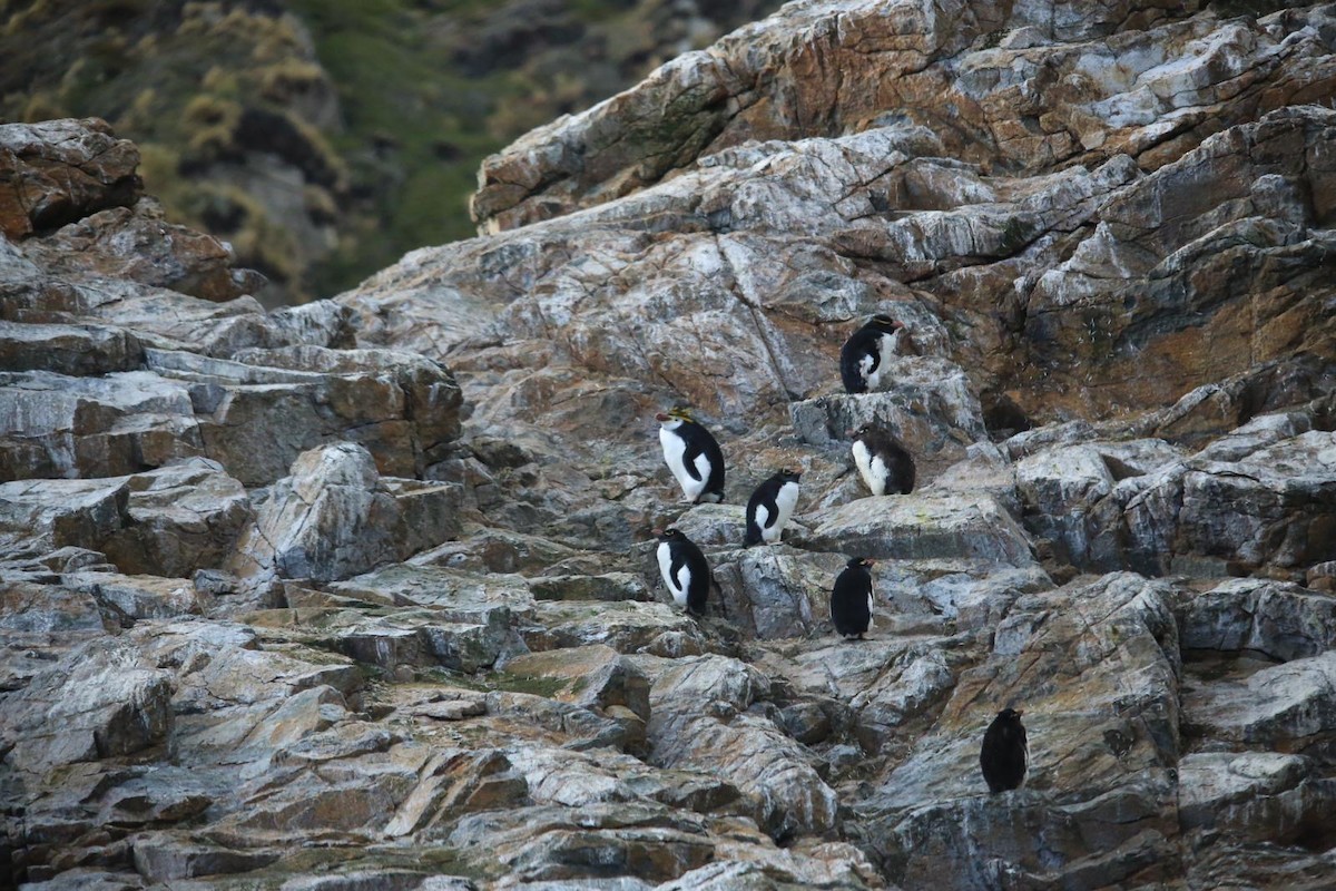 Ak Yüzlü Penguen - ML616044643