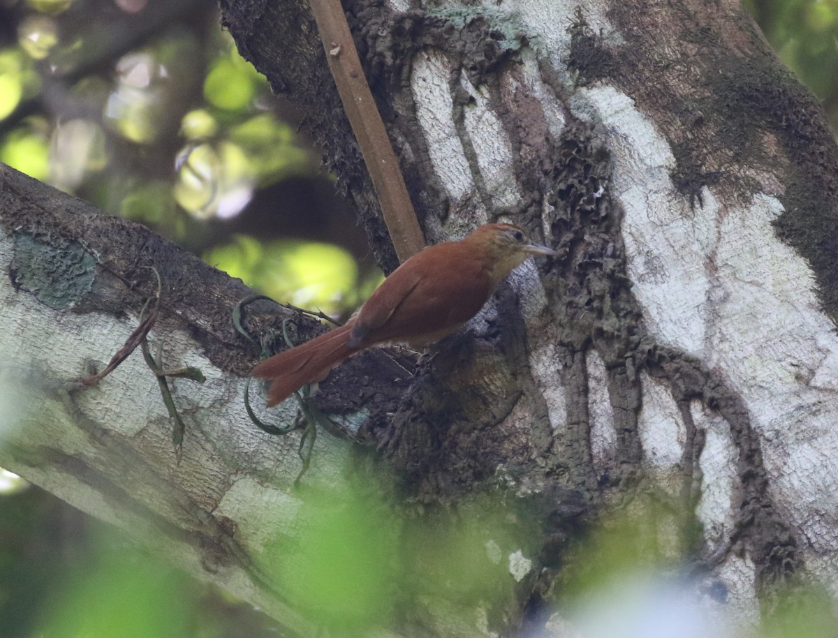 Coiba Spinetail - ML616044651