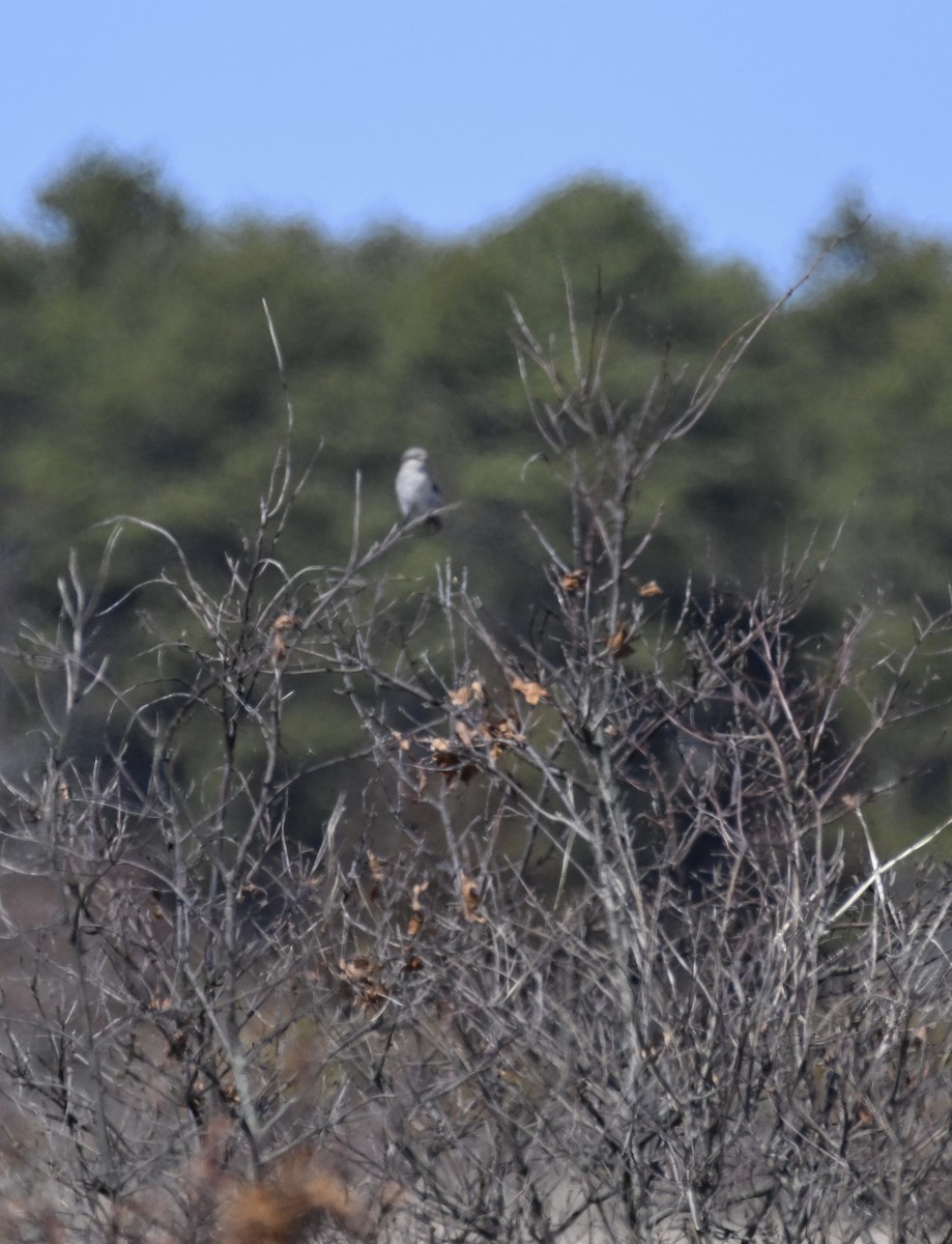 Northern Shrike - David Clapp