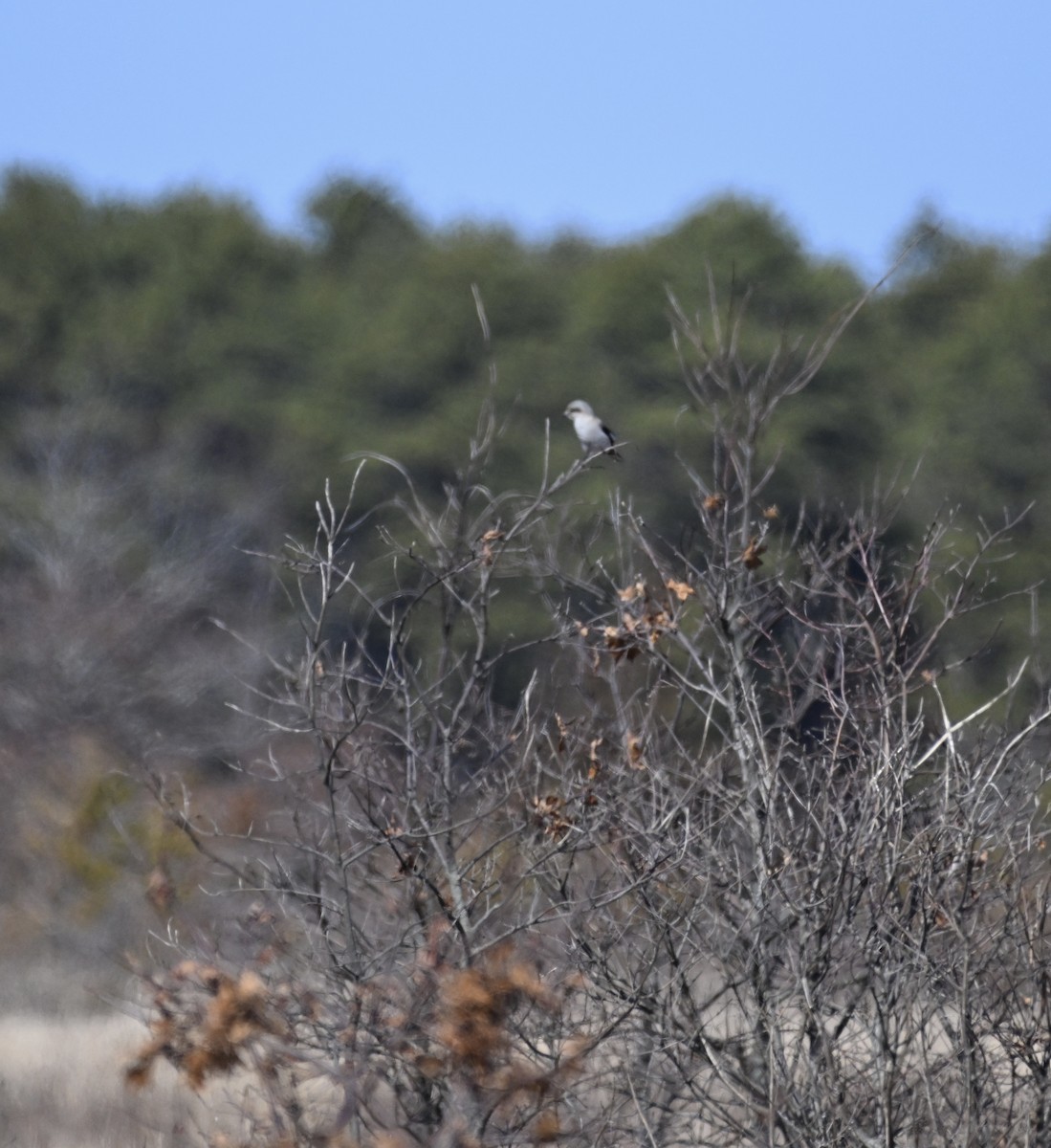 Northern Shrike - ML616044700