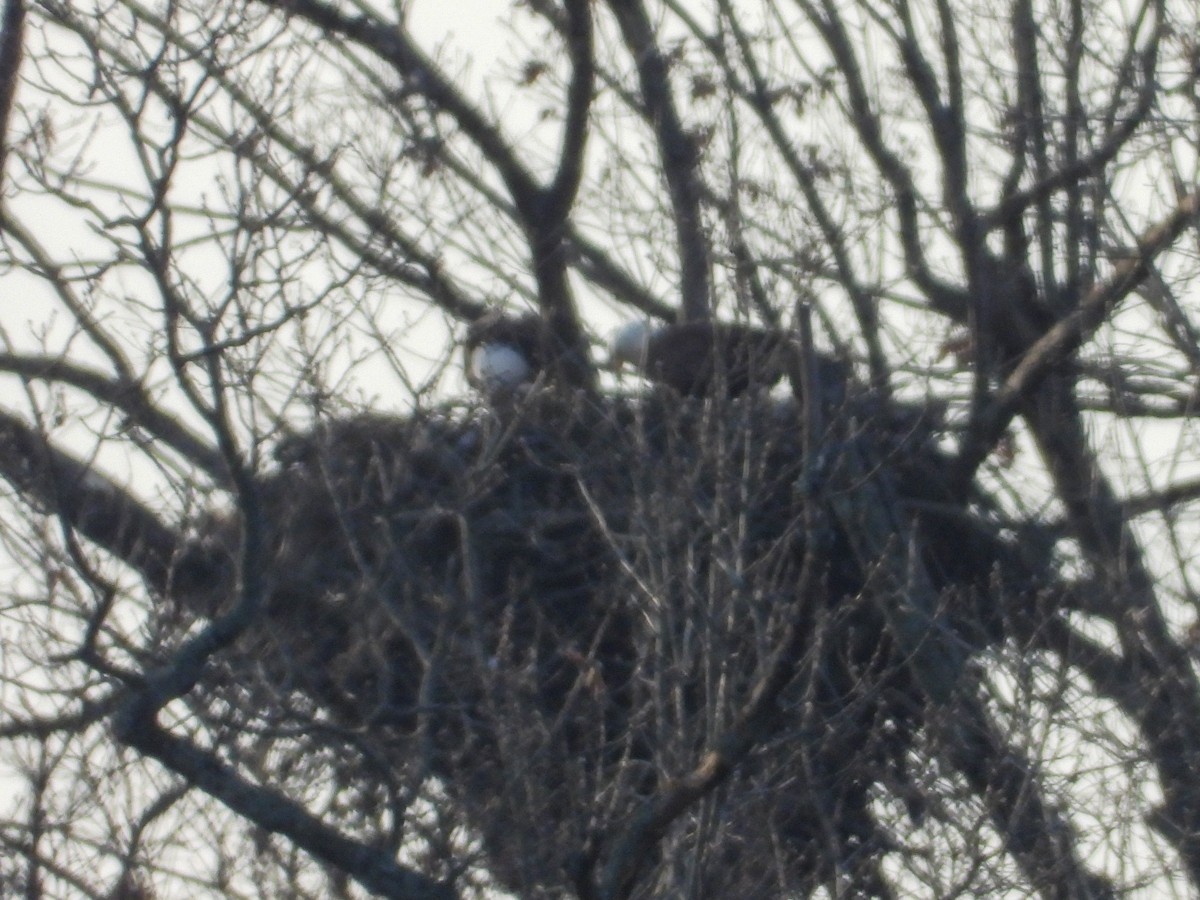 Bald Eagle - Anonymous