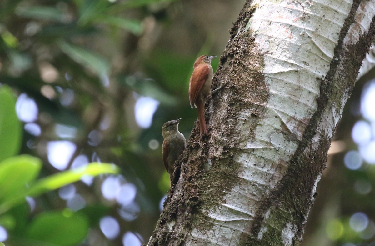 Coiba Spinetail - ML616044738