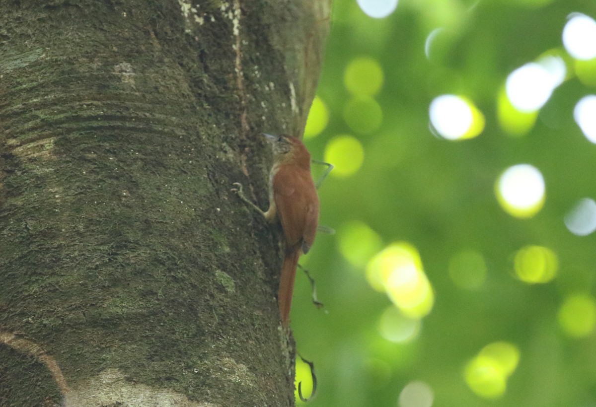 Coiba Spinetail - ML616044760