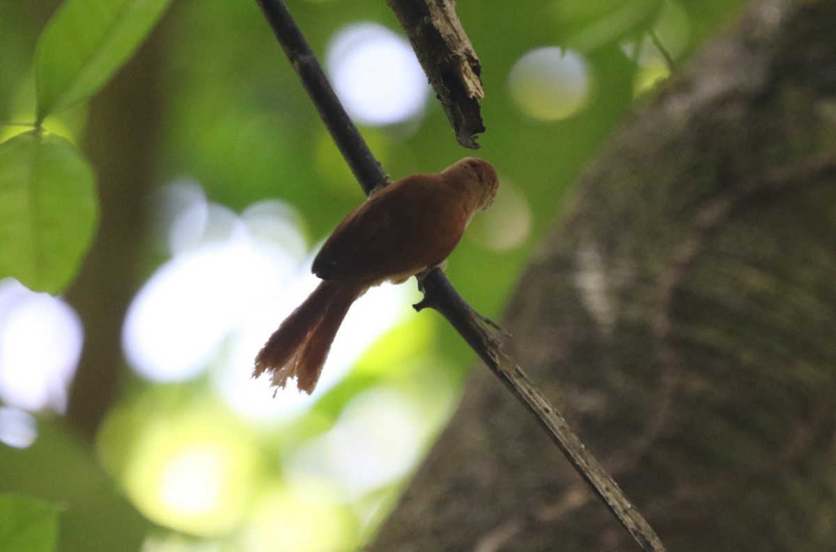 Coiba Spinetail - ML616044772