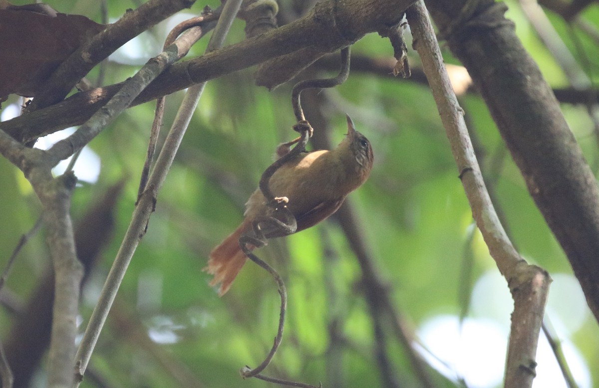 Coiba Spinetail - ML616044775