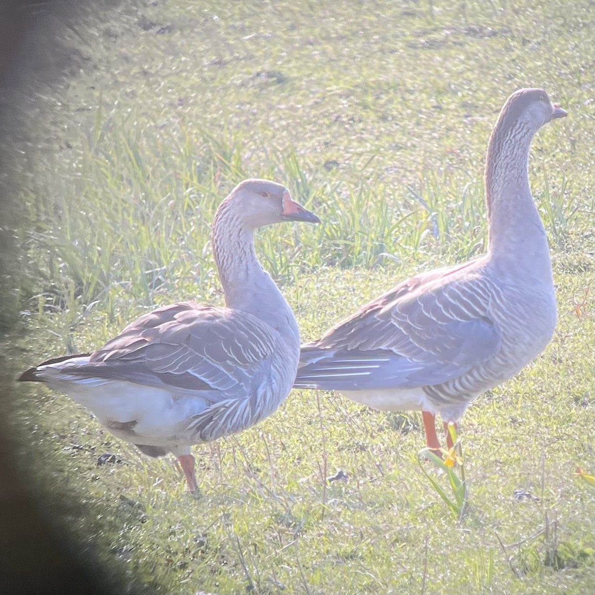 Graylag x Swan Goose (hybrid) - ML616044822