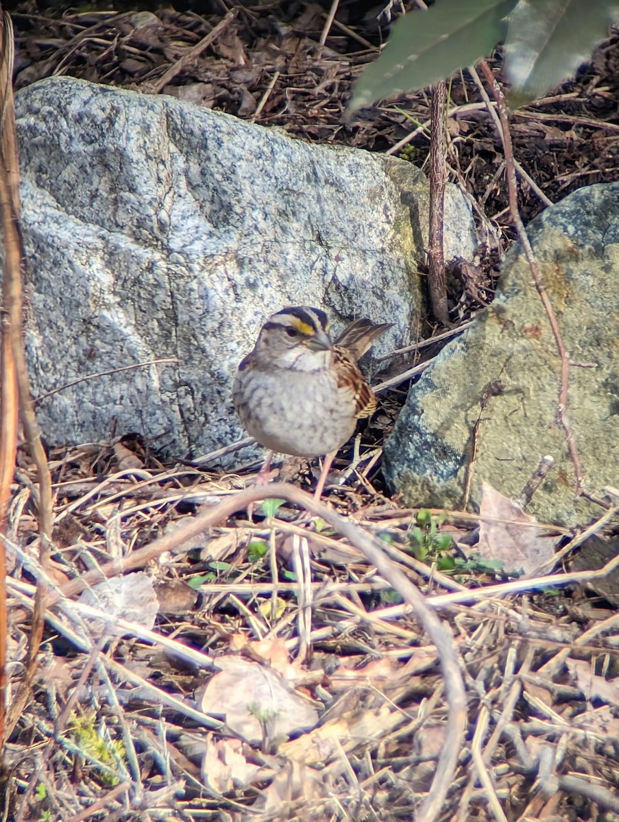 White-throated Sparrow - ML616044828