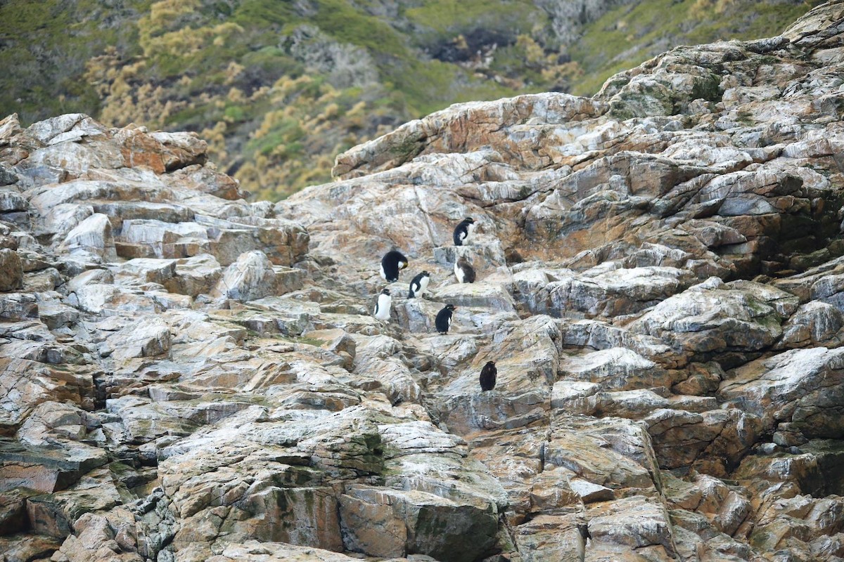 tučňák královský - ML616044851