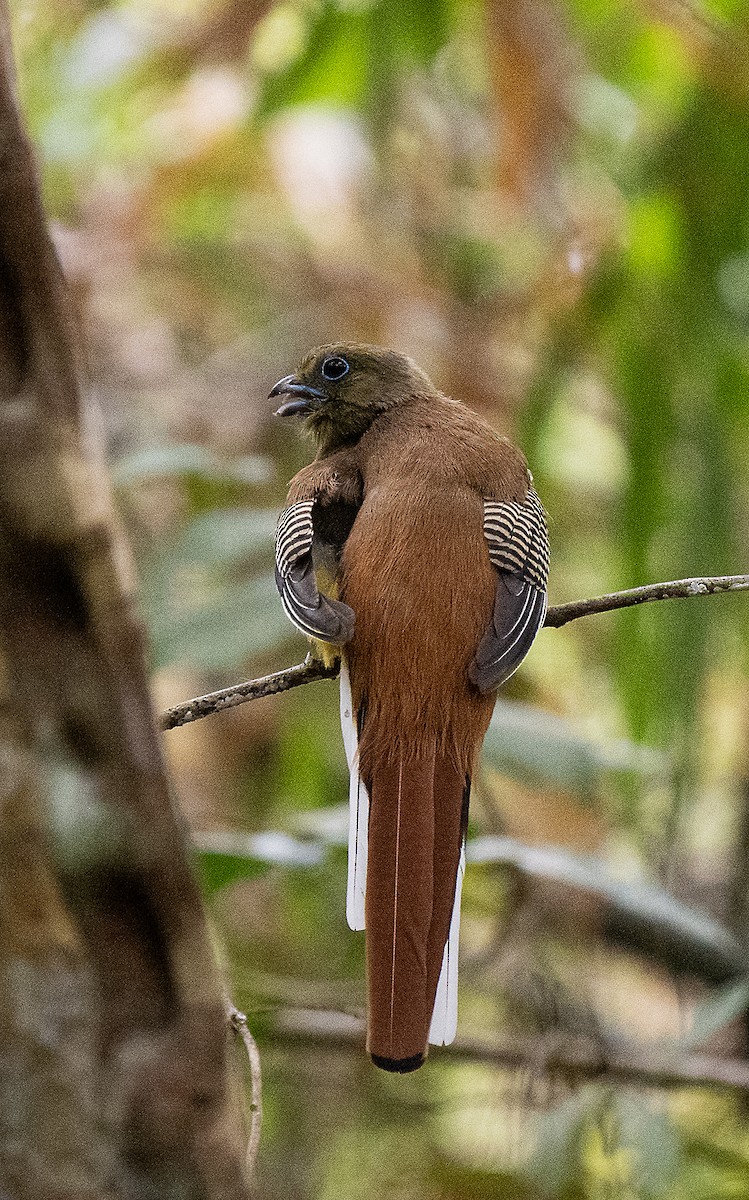 Turuncu Göğüslü Trogon - ML616044870