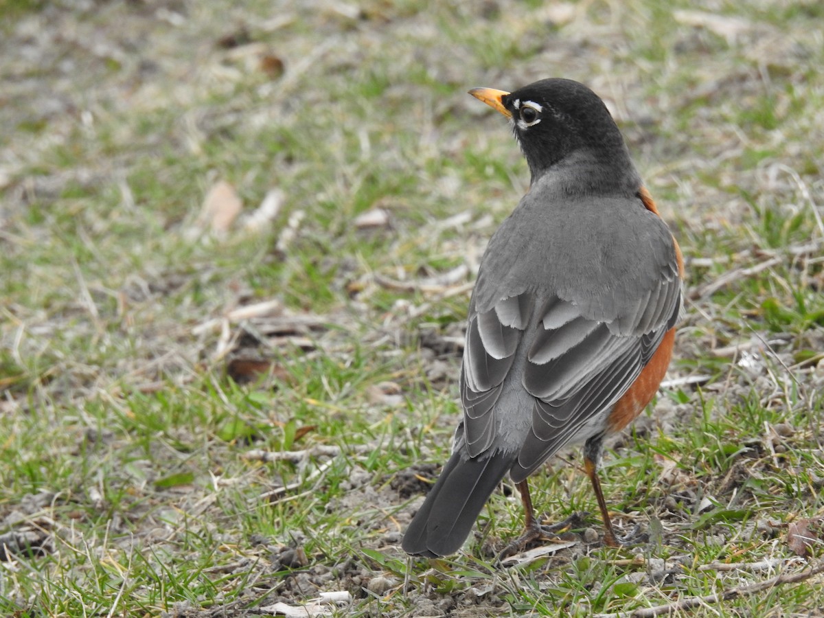 American Robin - Dave HH