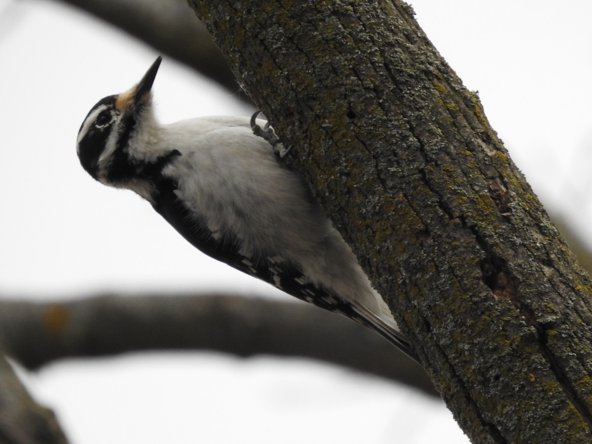 Hairy Woodpecker - ML616044906