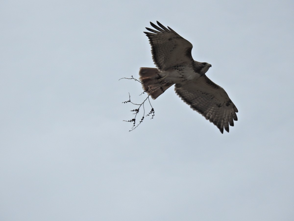 Red-tailed Hawk (borealis) - ML616044917