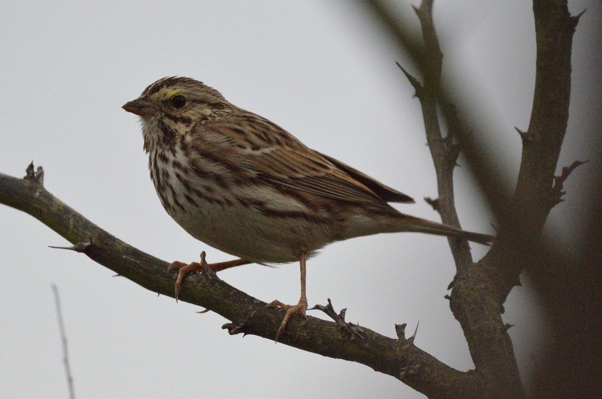 Savannah Sparrow - ML616044941
