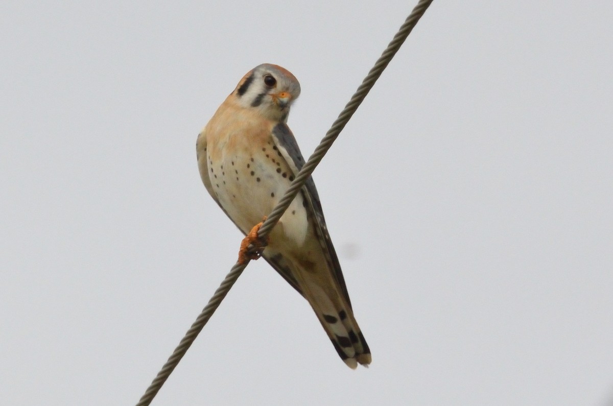 American Kestrel - ML616044964