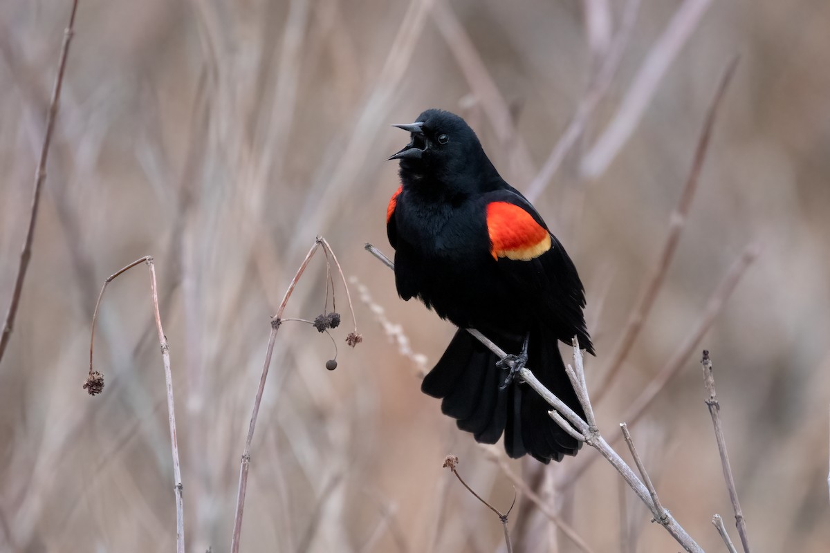 Red-winged Blackbird - ML616044981