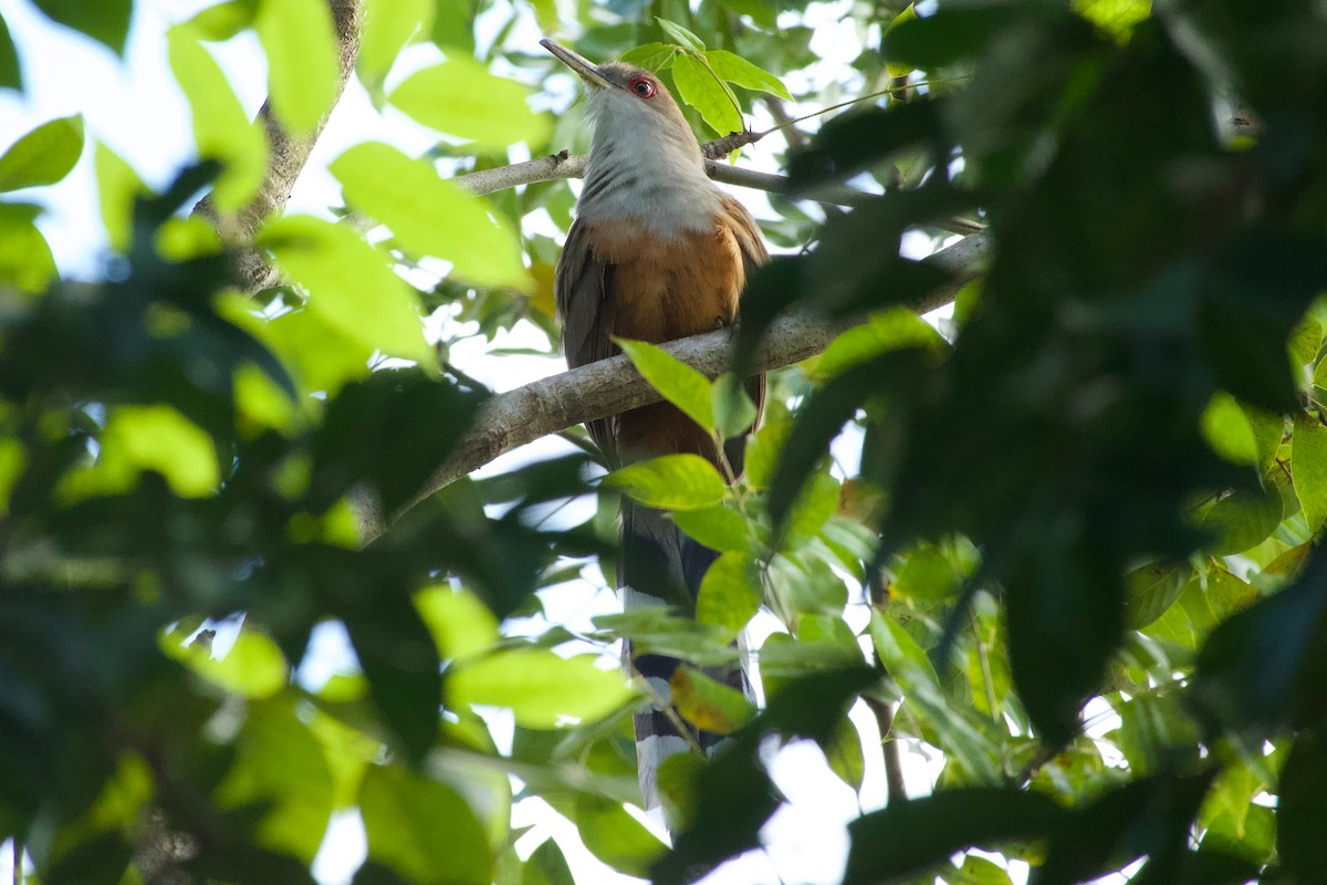 Puerto Rican Lizard-Cuckoo - ML616045039