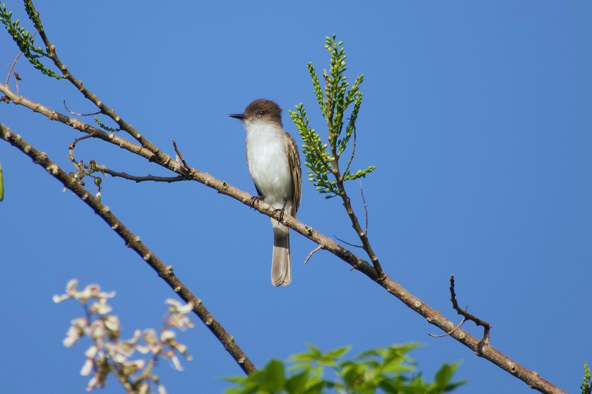 Puerto Rican Flycatcher - ML616045045