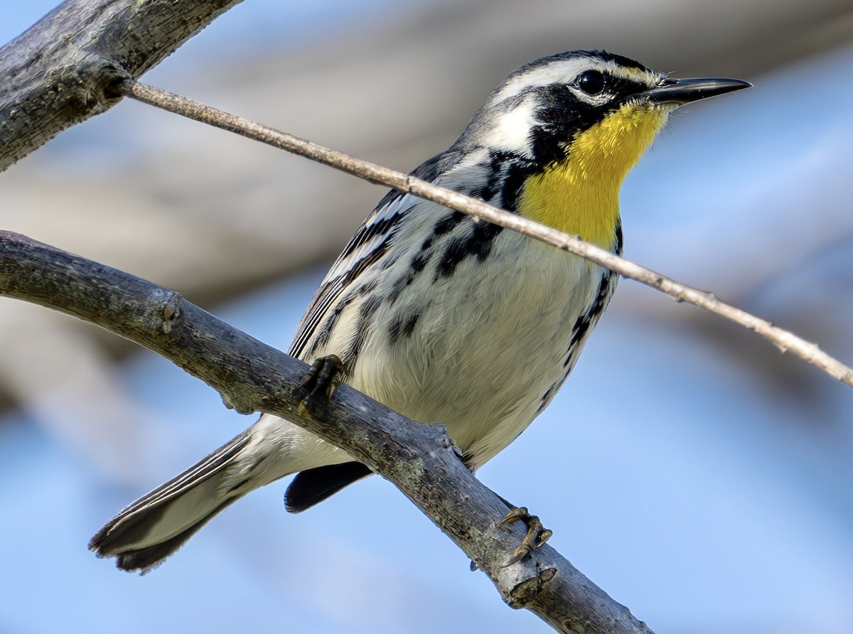 Yellow-throated Warbler - ML616045046