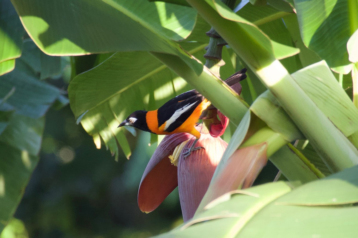 Venezuelan Troupial - ML616045050