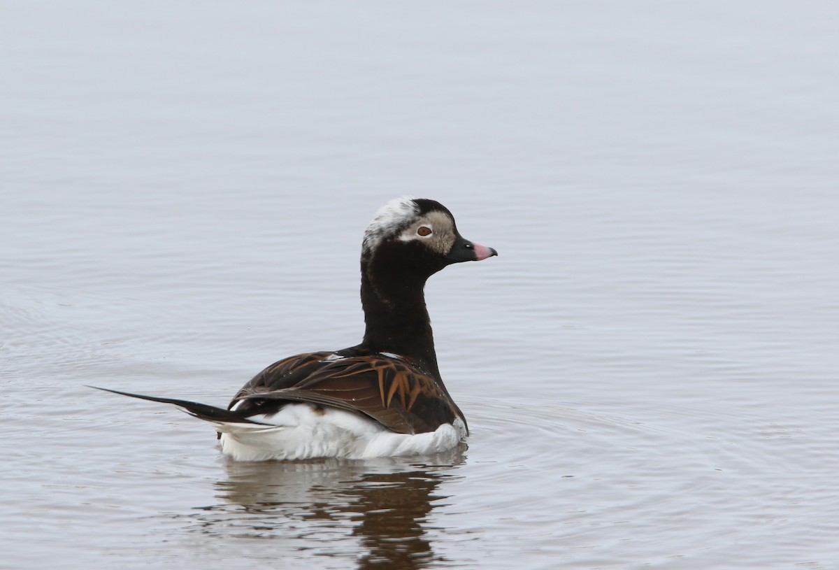 Long-tailed Duck - ML616045052
