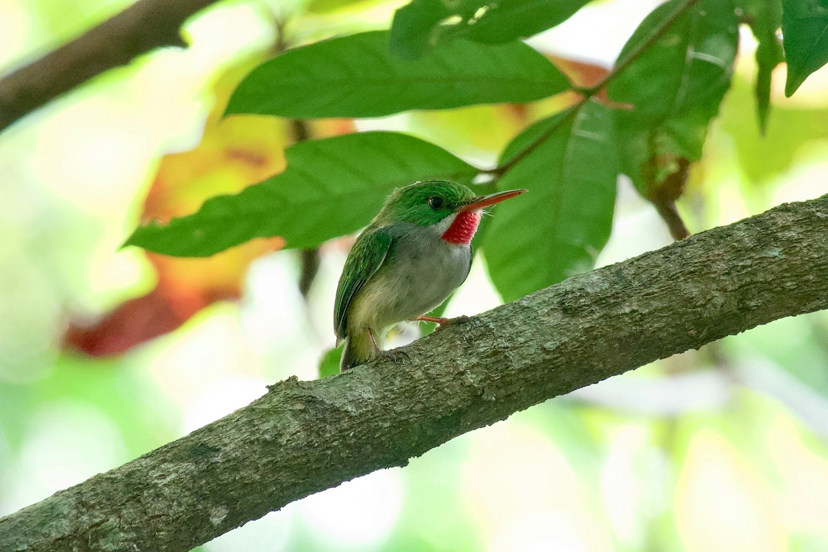 Puerto Rican Tody - ML616045062