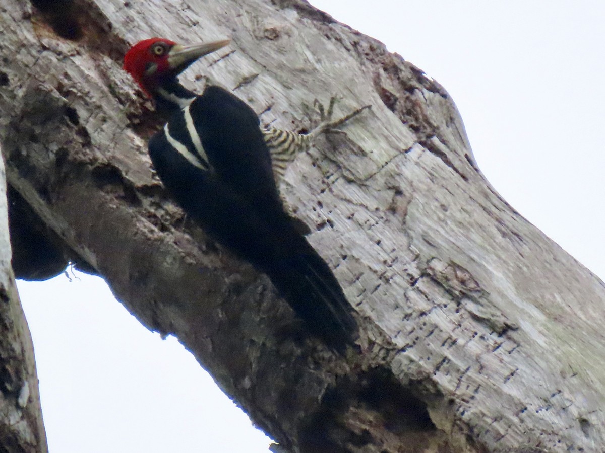 Crimson-crested Woodpecker - ML616045069