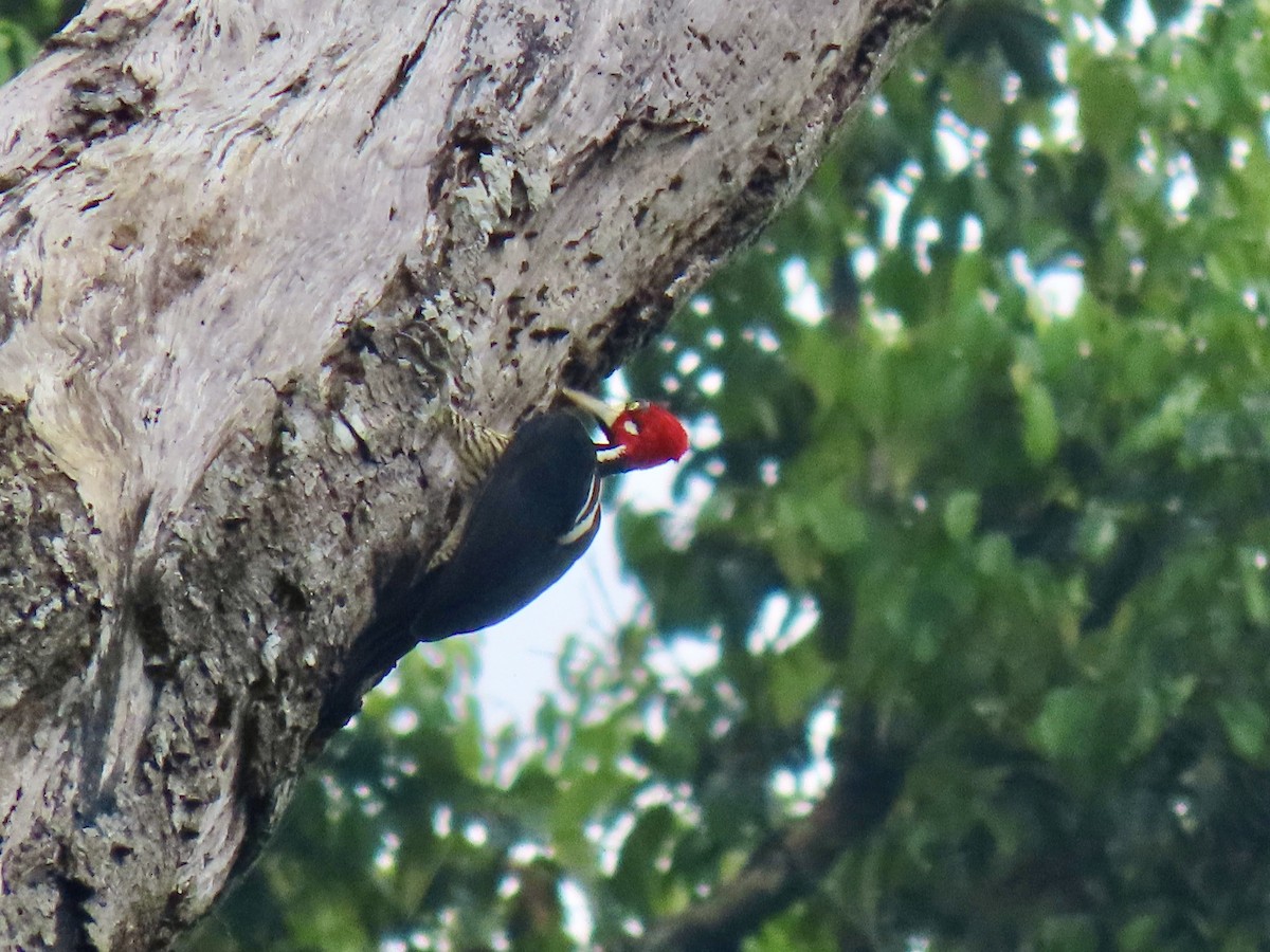 Crimson-crested Woodpecker - ML616045071