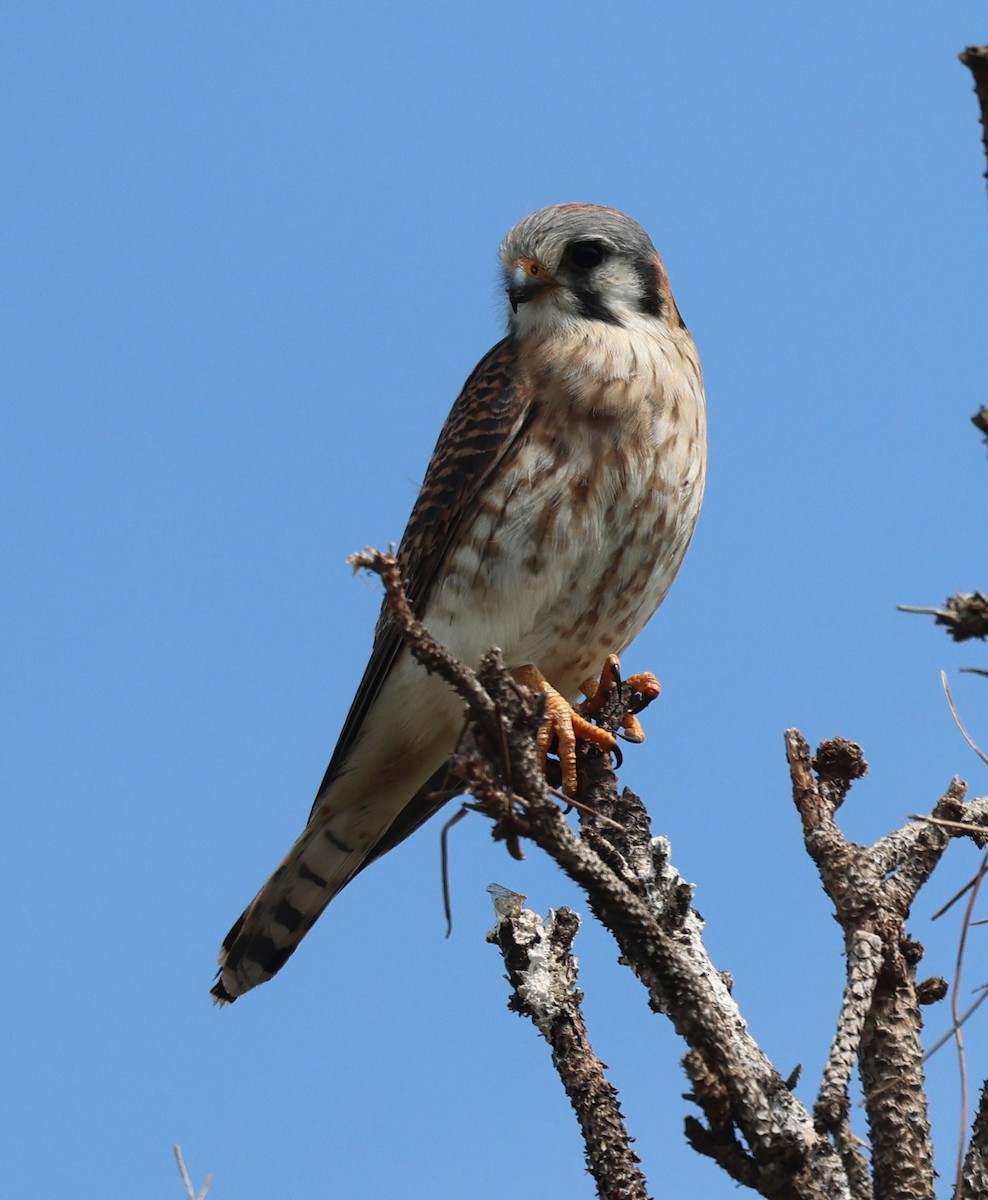American Kestrel - ML616045130