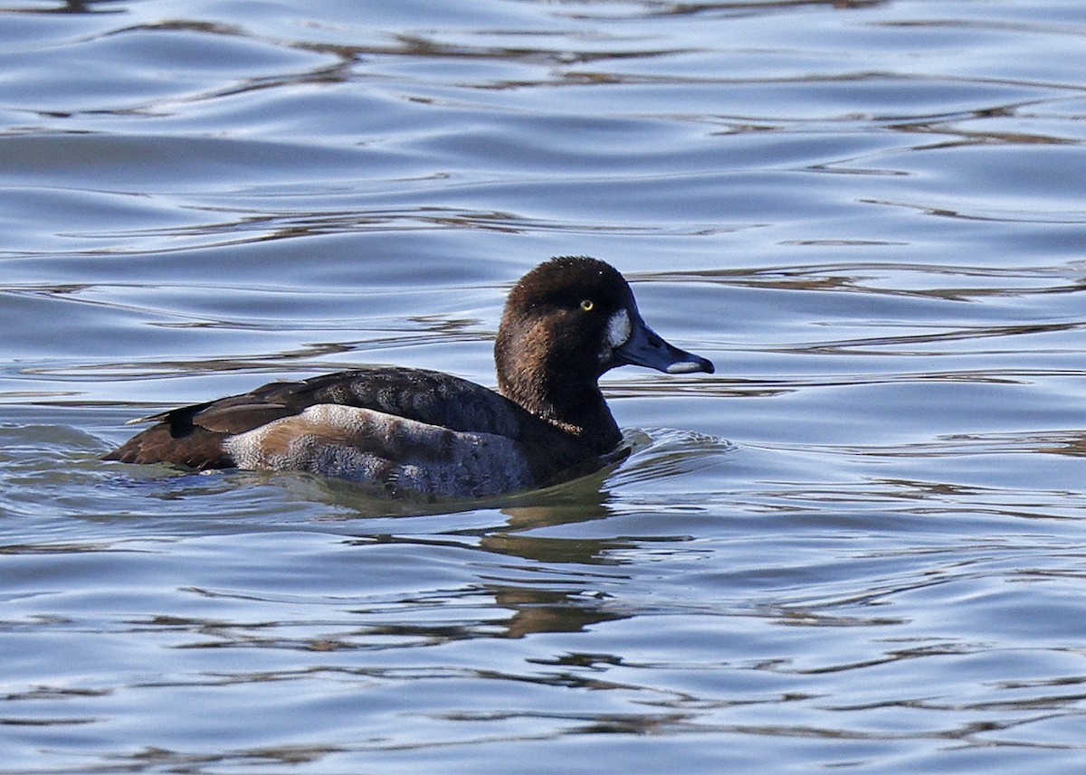 Greater Scaup - ML616045170