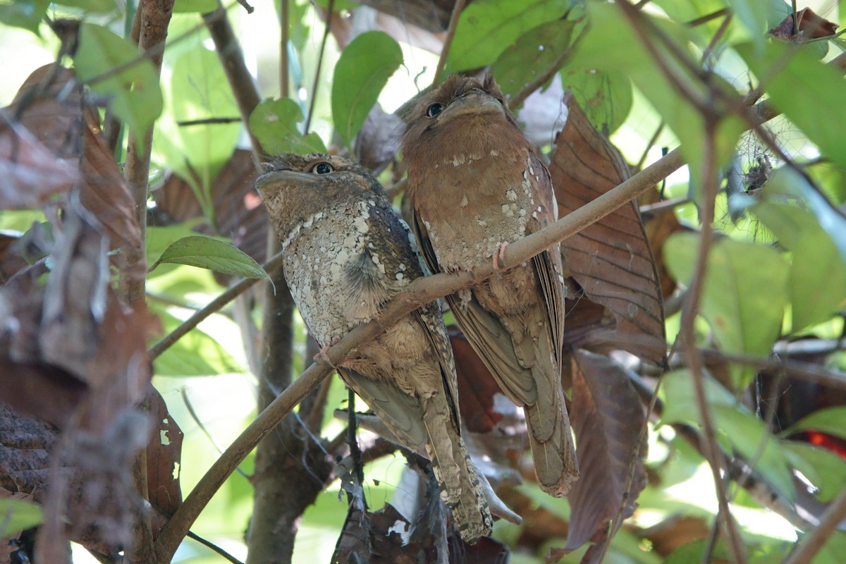 Sri Lanka Frogmouth - ML616045176