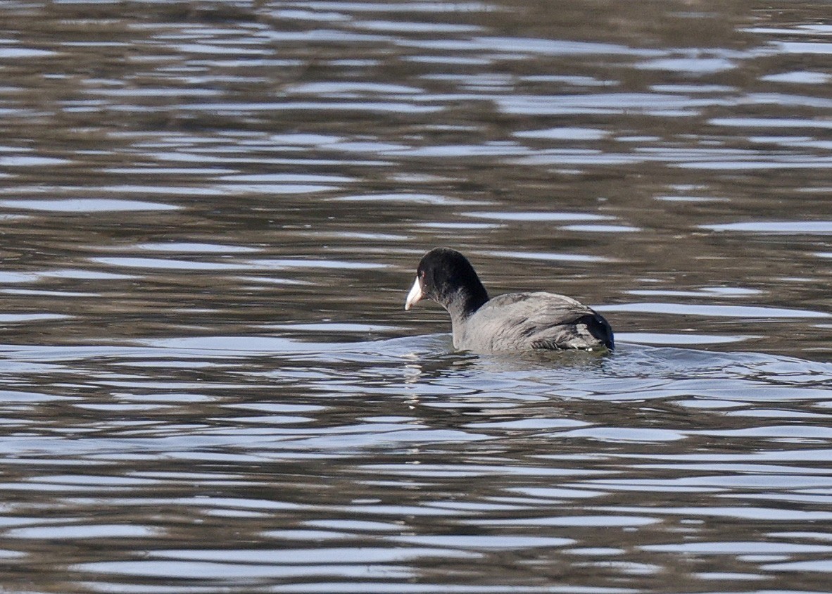 American Coot - ML616045217