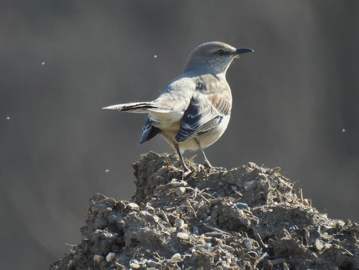 Northern Mockingbird - ML616045258