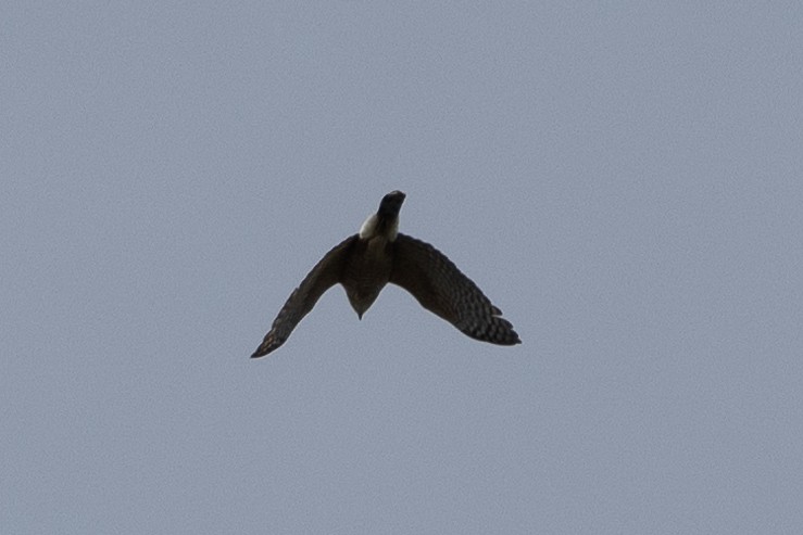 Cooper's Hawk - ML616045259
