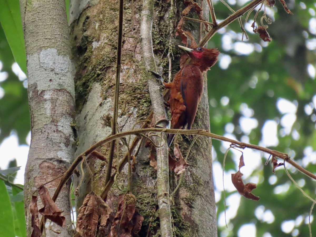 Waved Woodpecker - ML616045262