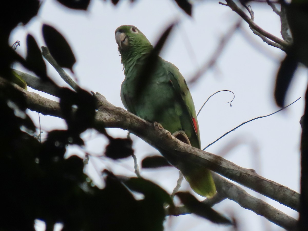 Yellow-crowned Parrot - ML616045269