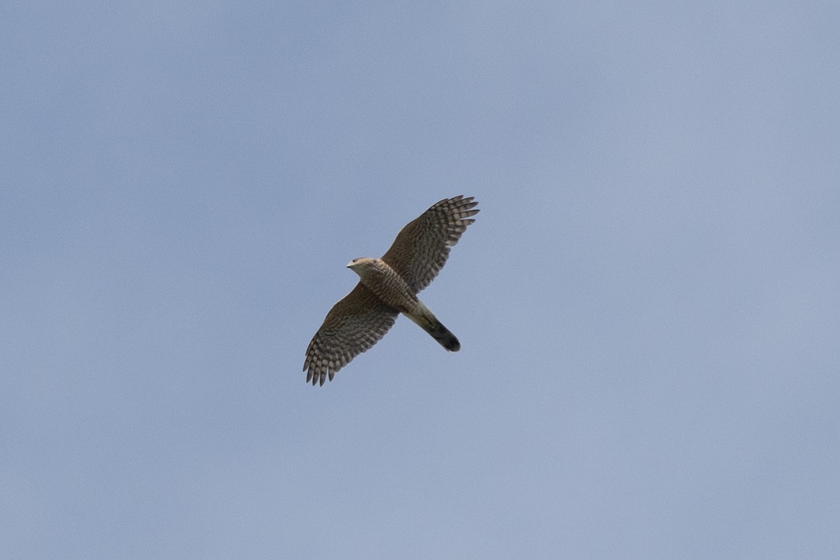 Cooper's Hawk - ML616045270