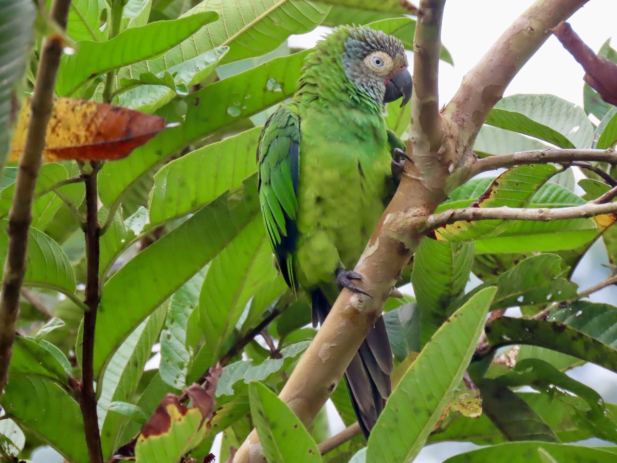 Dusky-headed Parakeet - ML616045274