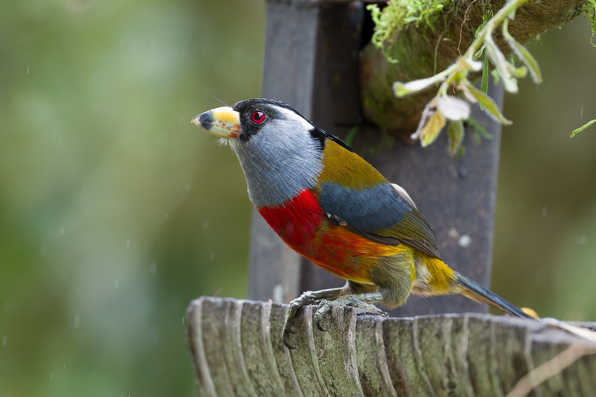 Toucan Barbet - ML616045309