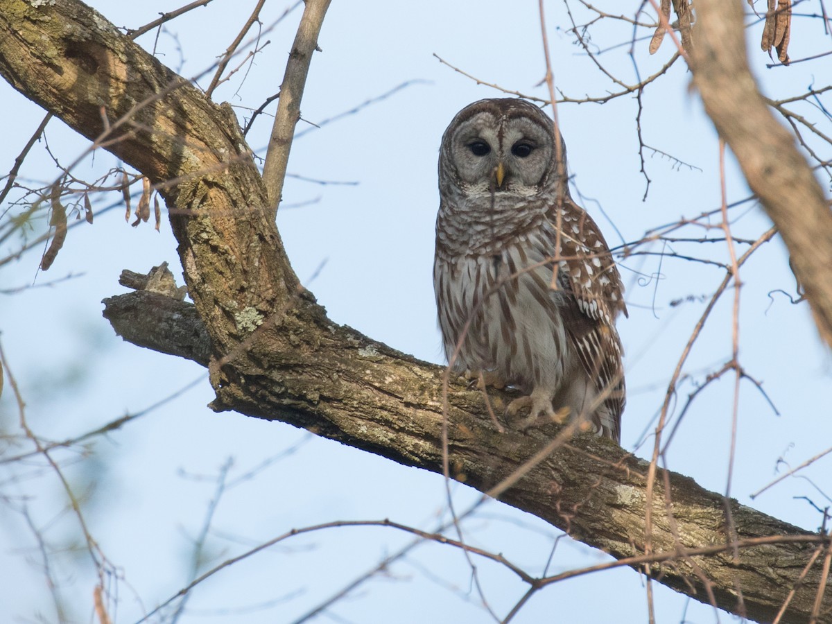 Barred Owl - ML616045385