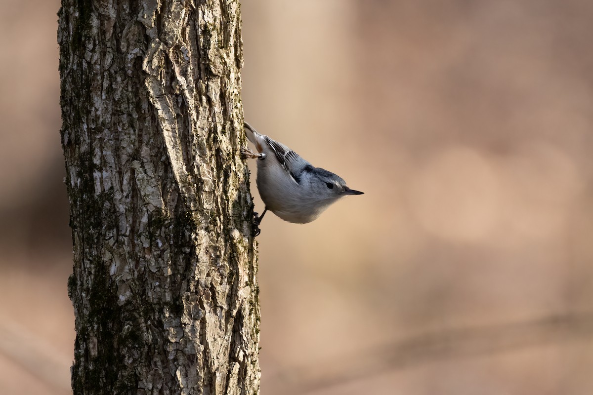 White-breasted Nuthatch - ML616045394