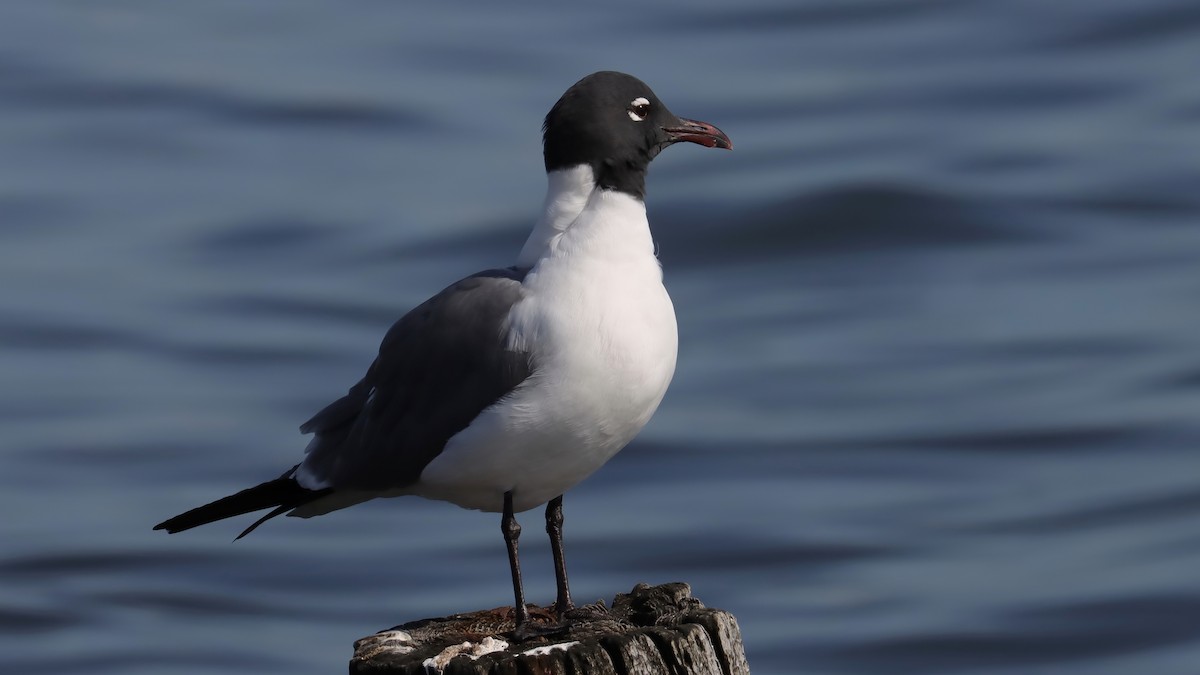 Laughing Gull - Brenda Bull