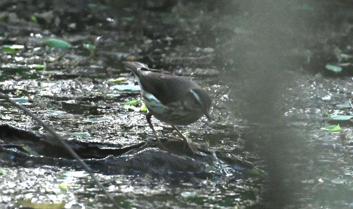 Louisiana Waterthrush - Michael Orgill